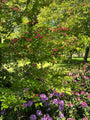 Rode Meidoorn - Crataegus laevigata 'Paul's Scarlet' Rode Meidoorn - Crataegus laevigata 'Paul's Scarlet'