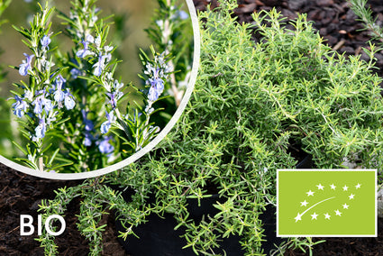 Biologische Rozemarijn plant - Rosmarinus officinalis Bio