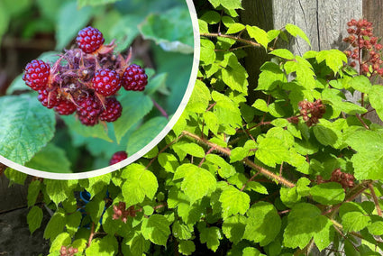 Biologisch Japanse Wijnbes - Rubus phoenicolasius