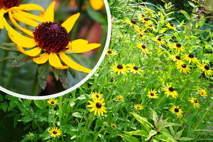 Kleine Zonnehoed (Hoogte 40 cm) - Rudbeckia fulgida 'Little Goldstar'