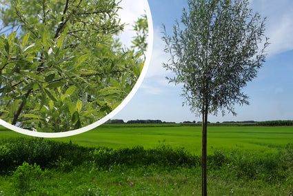 Knotwilg / Schietwilg - Salix alba 'Belders'
