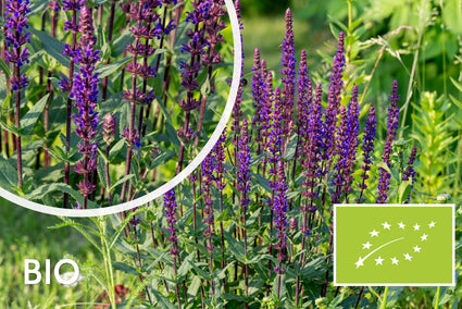 Biologische Salie (Paars) - Salvia Nemorosa Caradonna