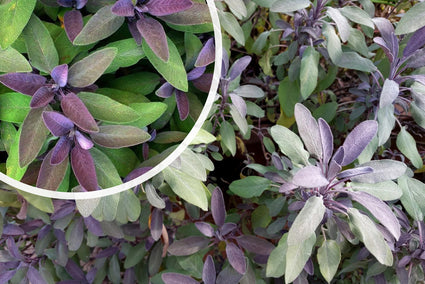 Echte salie - Salvia officinalis 'Purpurascens'