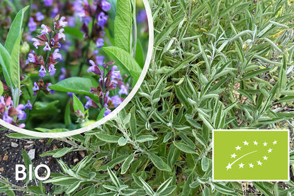 Breedbladige Salie - Biologische Salvia officinalis 'Berggarten'