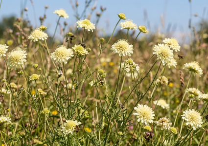 Duifkruid (licht geel) - Scabiosa ochroleuca