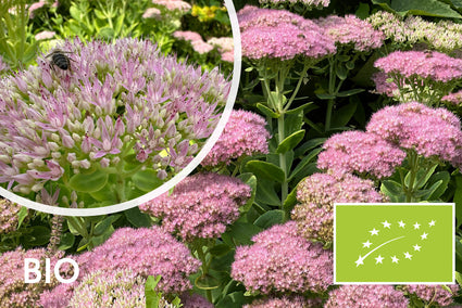 Biologisch Vetkruid - Sedum spectabile 'Brillant'