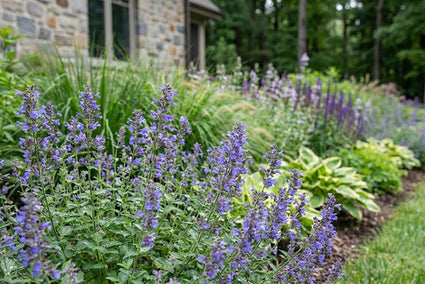 Bergsteentijm - Calamintha nepeta 'Marvelette Blue'