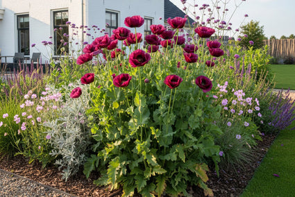 Oosterse papaver - Papaver orientale 'Patty's Plum'