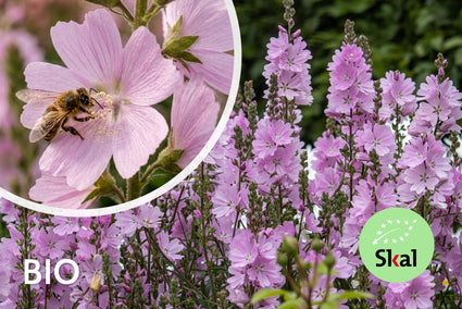 Biologische Griekse malva - Sidalcea 'Elsie Heugh'