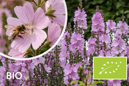 Biologische Griekse malva - Sidalcea 'Elsie Heugh'