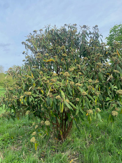 Sneeuwbal - Viburnum Rhytidophyllum