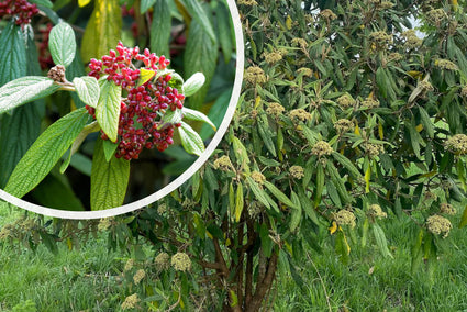 Sneeuwbal - Viburnum Rhytidophyllum