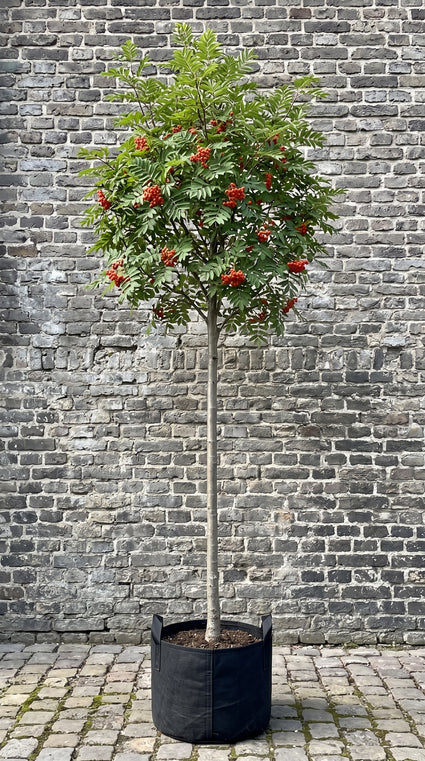 Lijsterbes (Hoogstam) - Sorbus aucuparia 'Edulis'