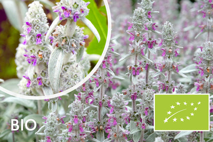 Biologisch Ezelsoren - Stachys byzantina 'Big Ears'
