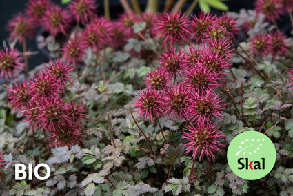 Biologisch Stekelnootje - Acaena microphylla (ook per/m2) TIP