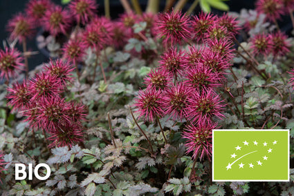 Biologisch Stekelnootje - Acaena microphylla (ook per/m2)
