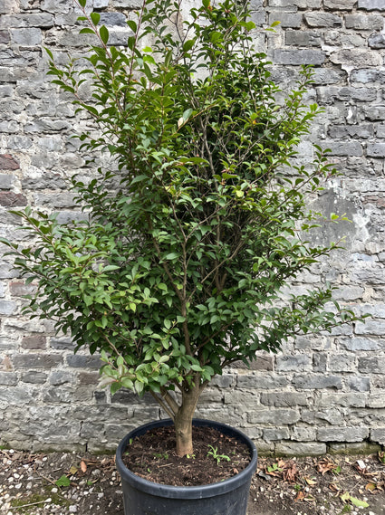 Schijncamelia - Stewartia rostrata