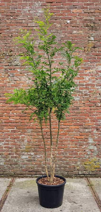 Japanse honingboom (Meerstammig) - Styphnolobium japonicum