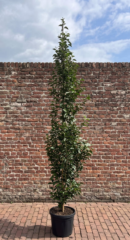 Storaxboom - Styrax japonicus 'June Snow'