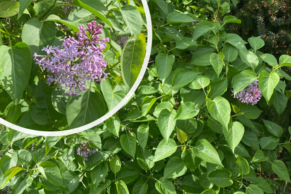 Gewone sering - Syringa vulgaris