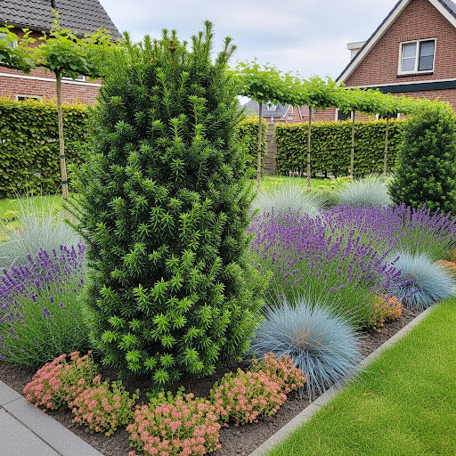 Taxus media 'Rising star' kopen, soort zonder bessen