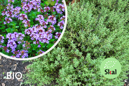Biologische Echte Tijm - Thymus Vulgaris