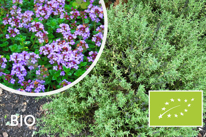Biologische Echte Tijm - Thymus Vulgaris
