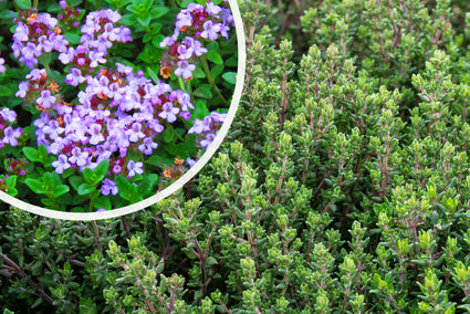 Echte tijm (Eetbare plant) - Thymus vulgaris (ook per/m2)