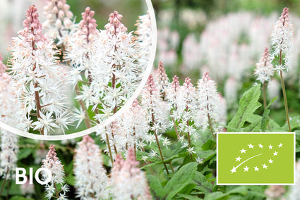 Biologisch Schuimbloem / Perzische Muts - Tiarella cordifolia
