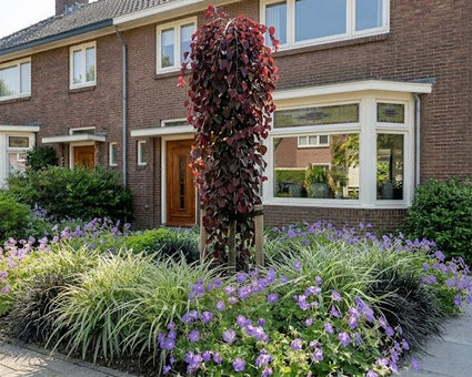 Treur Judasboom - Cercis canadensis 'Ruby Falls'