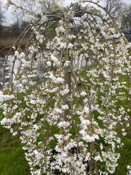 Treursierkers - Prunus 'Snow Fountains'