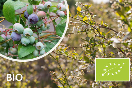 Biologische Blauwe bes - Vaccinium corymbosum 'Bluecrop'