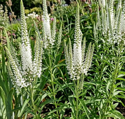Lange ereprijs (Hoogte 80 cm) - Veronica longifolia 'Schneeriesin'