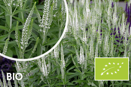 Biologisch Aar ereprijs - Veronica spicata