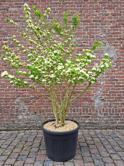 Japanse sneeuwbal - Viburnum Plicatum