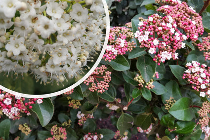 Wintergroene Sneeuwbal - Viburnum 'Tinus'