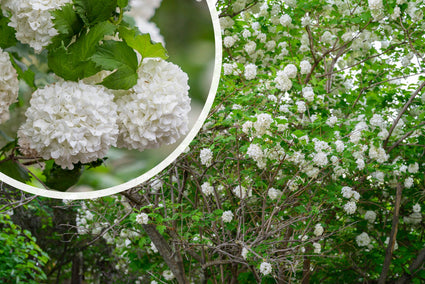 Gelderse Roos (zonder besjes) - Viburnum opulus 'Roseum'