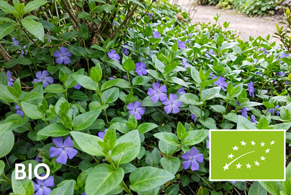 Biologische Grote maagdenpalm - Vinca major bio