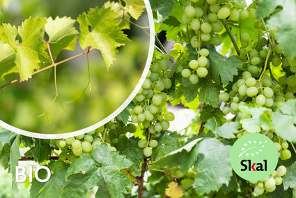 Druif (Wit) Biologisch - Vitis vinifera Bianca