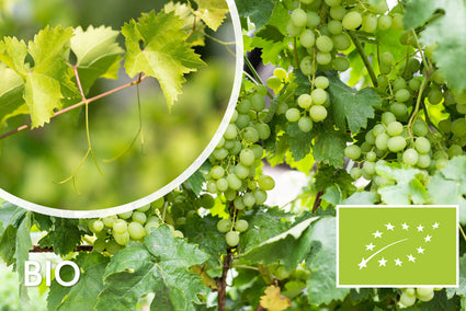 Druif (Wit) Biologisch - Vitis vinifera Bianca