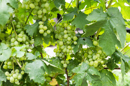 Druif (Wit) Biologisch - Vitis vinifera Bianca