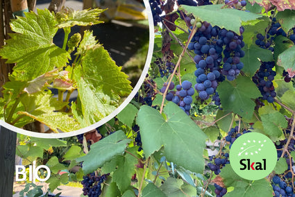 Biologische Druif (wit) - Vitis Boskoop Glory