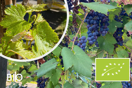 Biologische Druif (wit) - Vitis Boskoop Glory