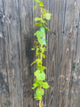 Vitis Vroege van der laan klimdruif extra lang 150-175 cm c5 Vitis Vroege van der laan klimdruif extra lang 150-175 cm c5