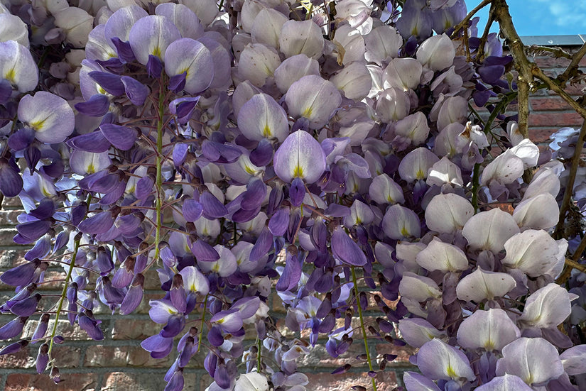 Blauwe regen - Wisteria (sinensis) 'Prolific' Blauwe regen - Wisteria (sinensis) 'Prolific'