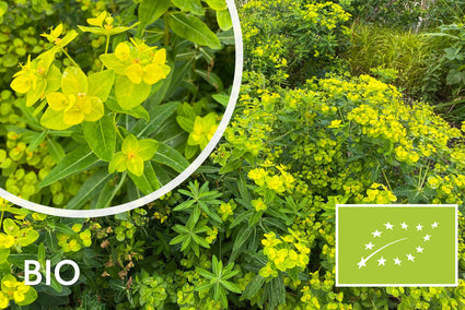 Biologische Wolfsmelk - Euphorbia Martinii
