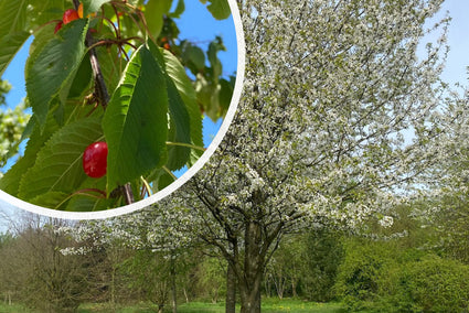 Inheemse Zoete kers - Prunus avium