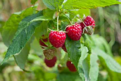 Biologisch Zomerframboos - Rubus idaeus 'Malling Promise'