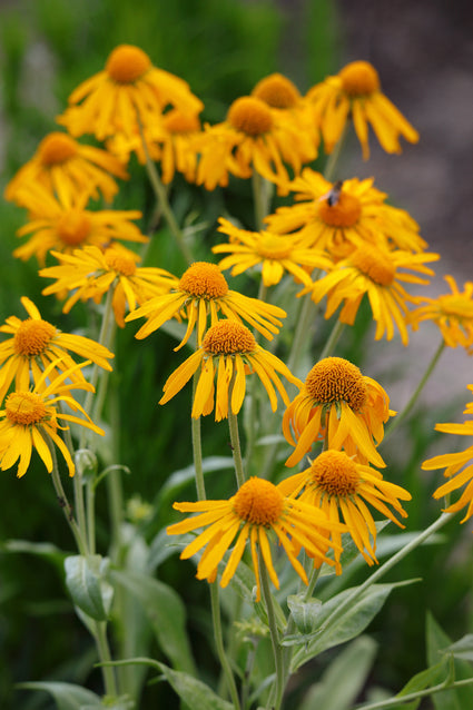 Zonnekruid - Helenium hoopesii