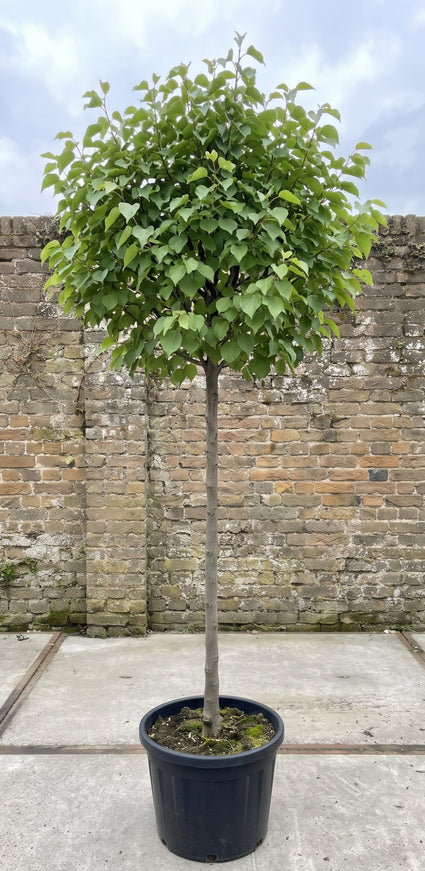 Prunus armeniaca hoogstam abrikoos boom sterk ge-ent